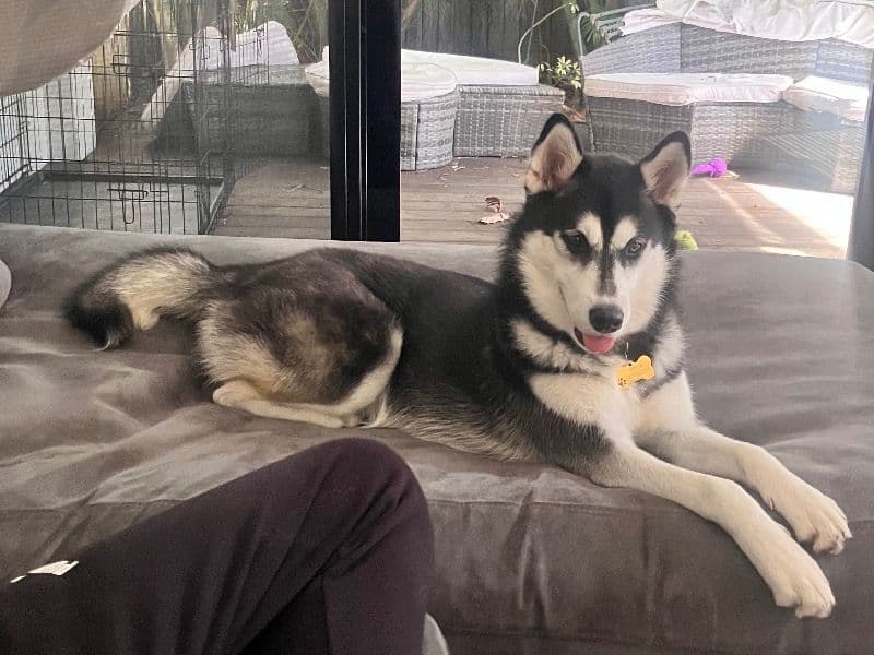 Siberian Husky 1 year 4 months old female medium named Nova for breeding | Petmeetly
