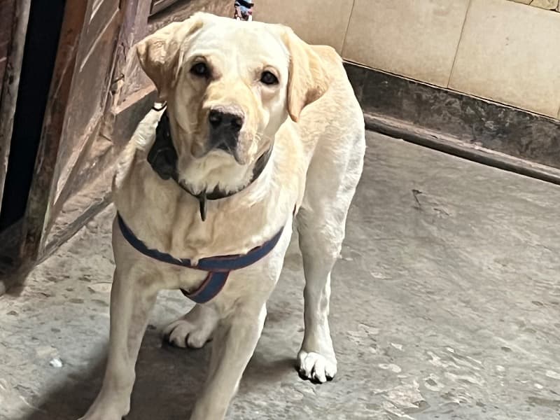 Labrador Retriever 3 years old male large named Star ⭐️ for breeding in Delhi Division, Delhi | Petmeetly