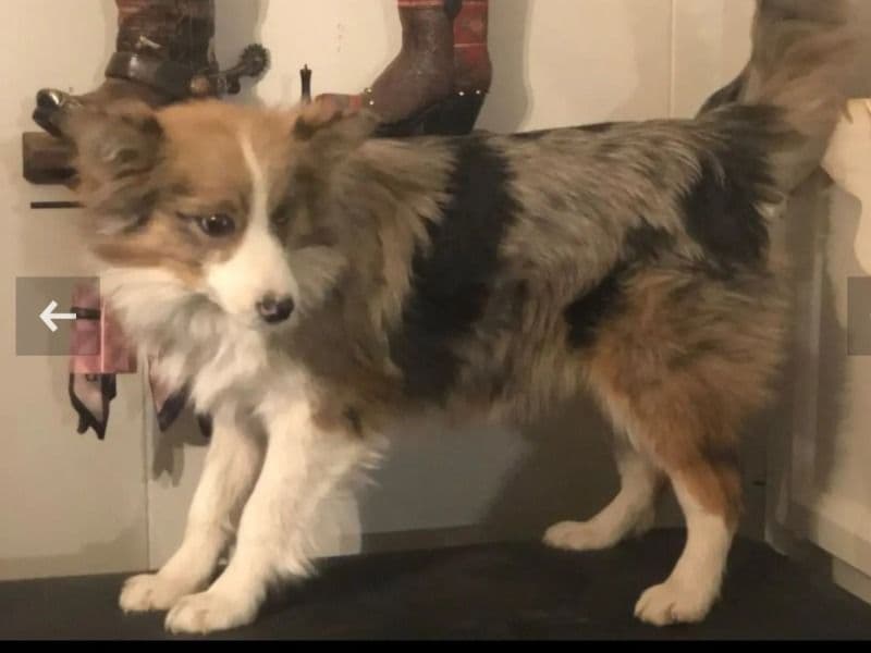 Aussiepom 10 months old female medium named Candy for breeding in Russell County, Kentucky | Petmeetly