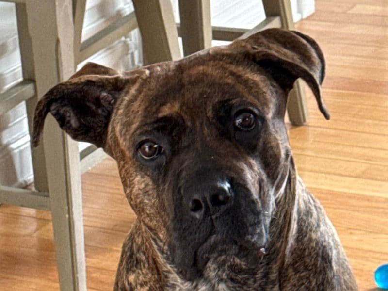 Cane Corso 2 years 1 month old female large named Bruin for adoption in Northeastern Connecticut Planning Region, Connecticut | Petmeetly