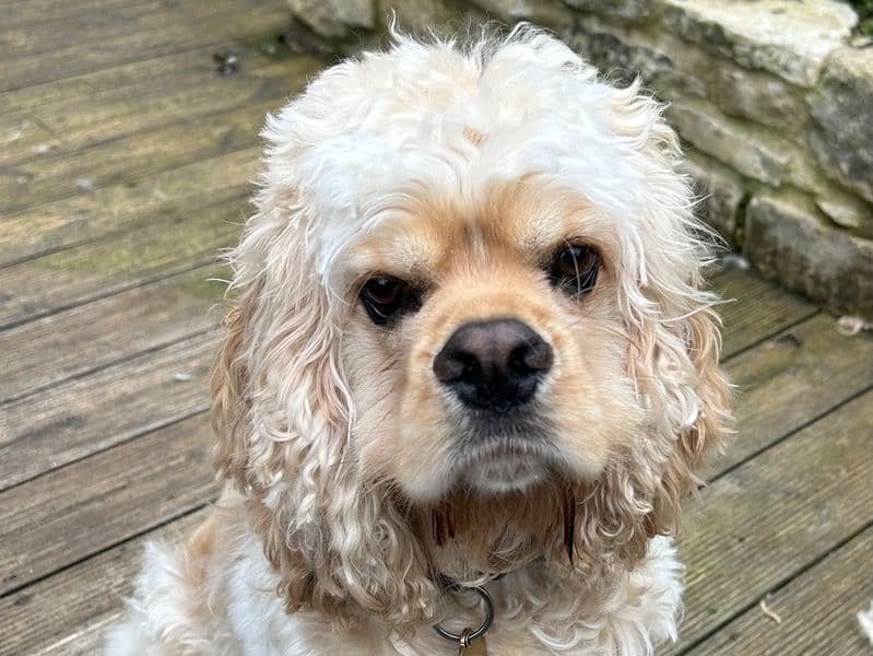 Teddy primary photo