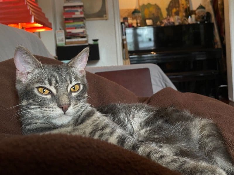 American Shorthair 8 months old male named Omelette for adoption in Los Angeles County, California | Petmeetly