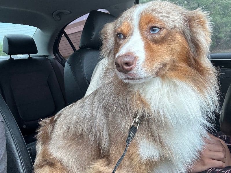 Miniature Australian Shepherd 2 years old male small named Cappuccino for breeding in Travis County, Texas | Petmeetly