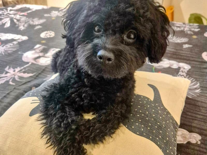 Toy Poodle 1 year 9 months old male small named Zanskar for breeding in Konkan Division, Maharashtra | Petmeetly