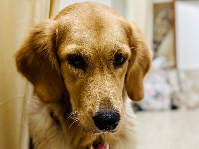 Golden Retriever 3 years old female large named Zara for breeding in Coimbatore, Tamil Nadu | Petmeetly