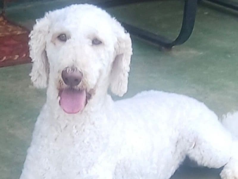 Goldendoodle 3 years 1 month old female large named Marshmallow for breeding in Etowah County, Alabama | Petmeetly