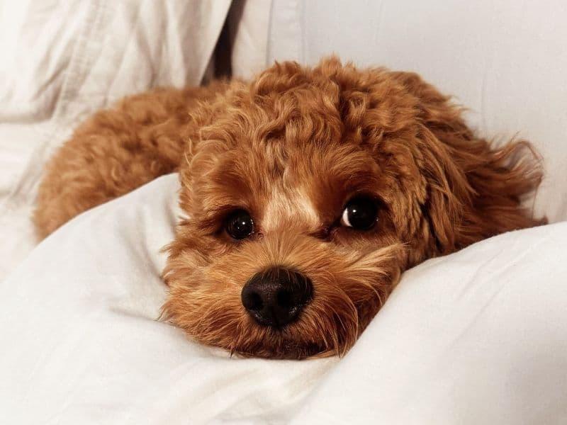 Teddy primary photo