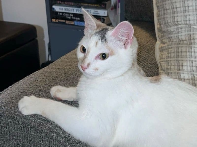 Calico 2 years old female named Margo for adoption in Monroe County, New York | Petmeetly