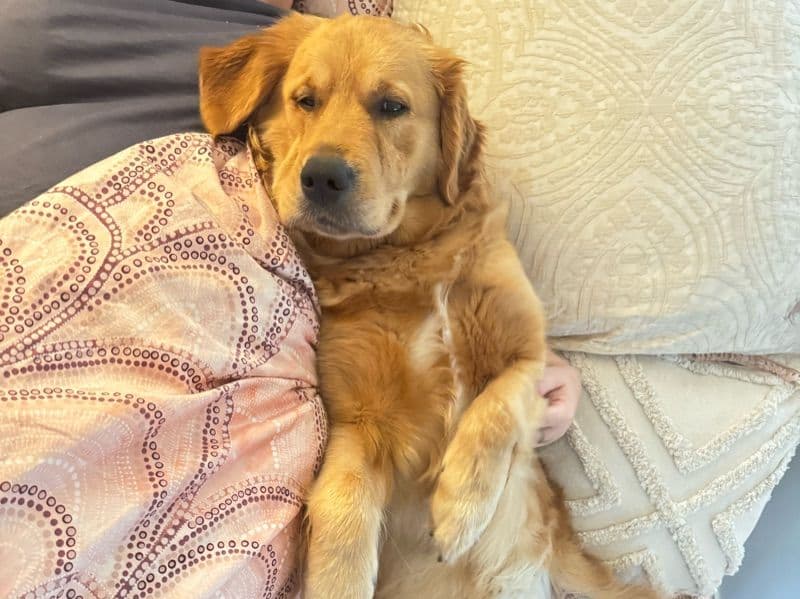 English Golden Retriever 3 years 2 months old female large named Summer for breeding in City of Maitland, New South Wales | Petmeetly