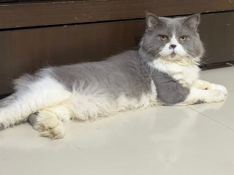 Persian 5 years 8 months old male named Puchuku for breeding in Konkan Division, Maharashtra | Petmeetly