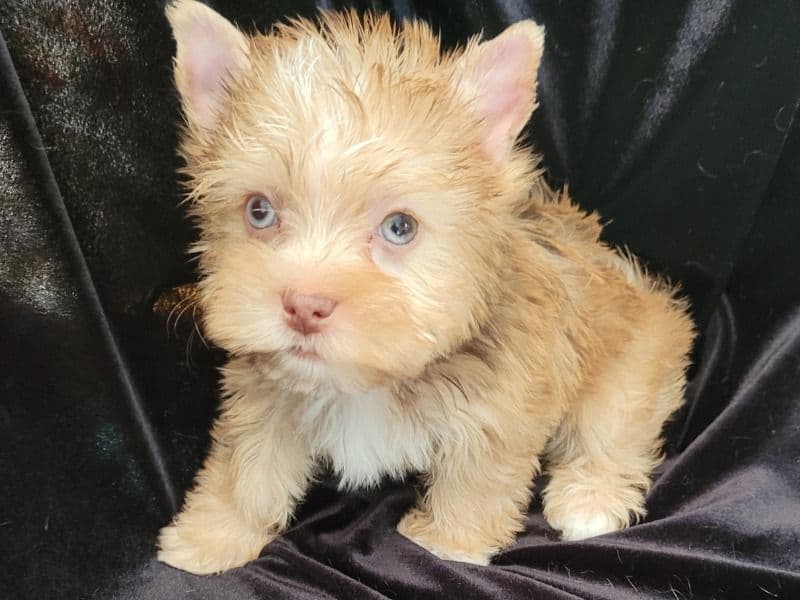 Yorkshire Terrier 3 months old male small named Little Bama. for sale in Hays County, Texas | Petmeetly