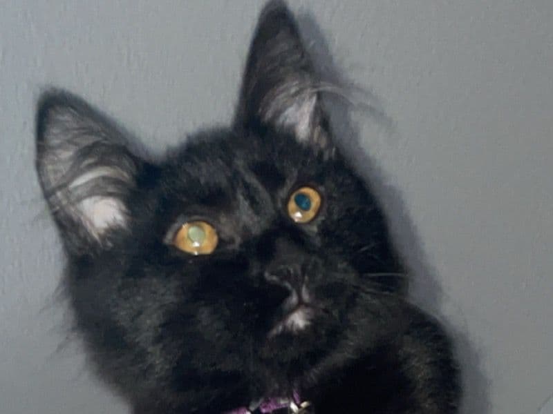 Domestic Longhair 1 year 2 months old female named Kiki for breeding in Washington County, Oregon | Petmeetly