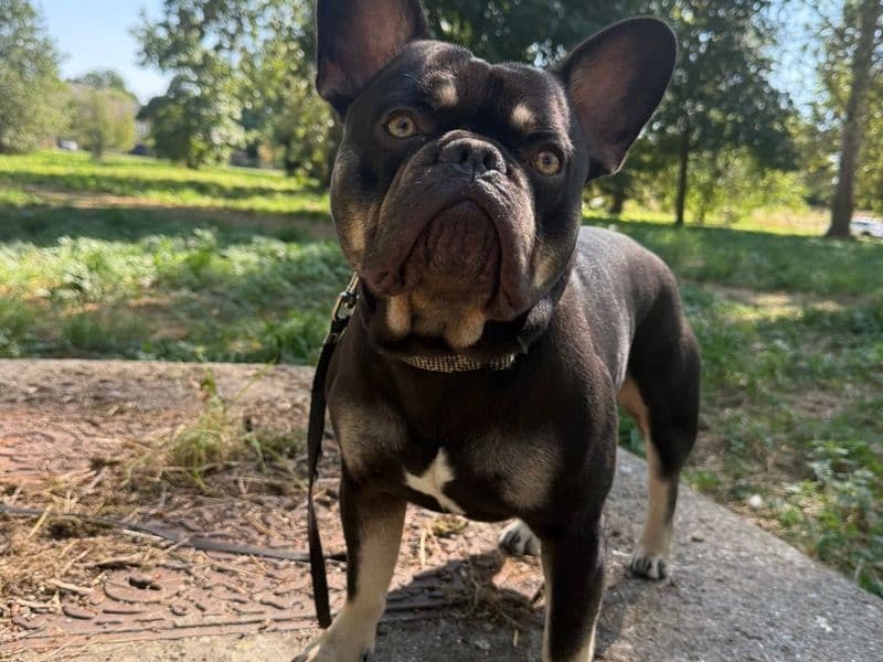 French Bulldog 3 years old male medium named Chase for breeding in Hertfordshire, England | Petmeetly