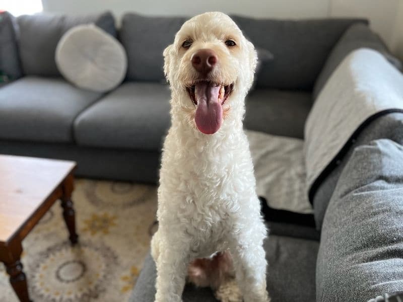 Australian Shepherd 8 years old male medium named Pancho for breeding in Outaouais, Quebec | Petmeetly