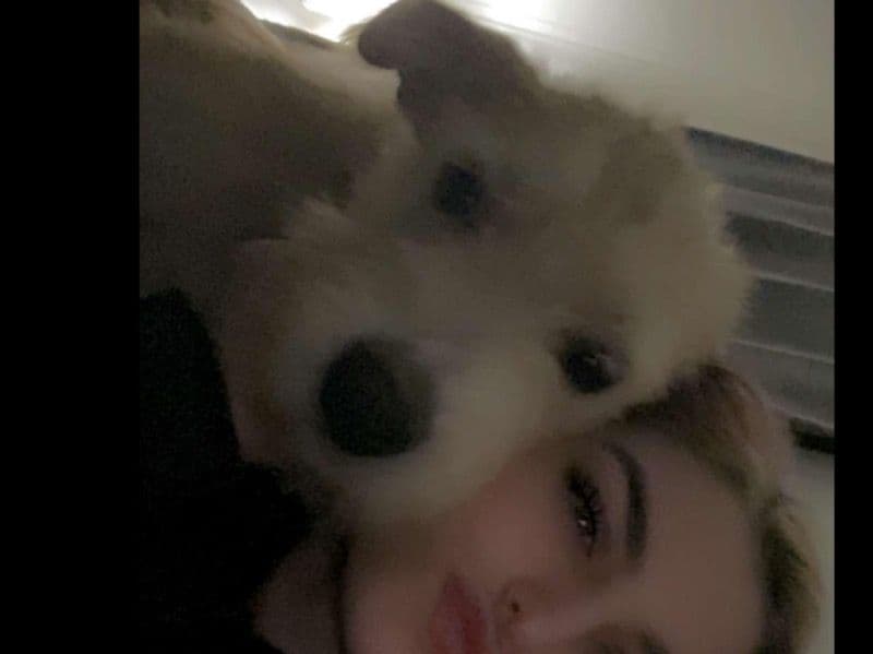 American Staffordshire Terrier 1 year old female medium named Max for adoption in Dale County, Alabama | Petmeetly