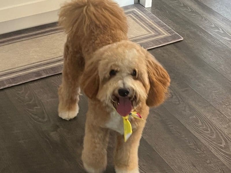 Buddy primary photo