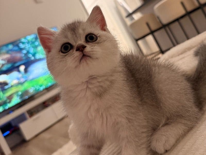 Tom - Scottish Fold | Petmeetly