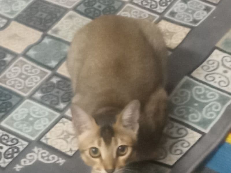 Bengal Tabby Mix 6 months old female named Birb for breeding in Dhaka District, Dhaka Division | Petmeetly