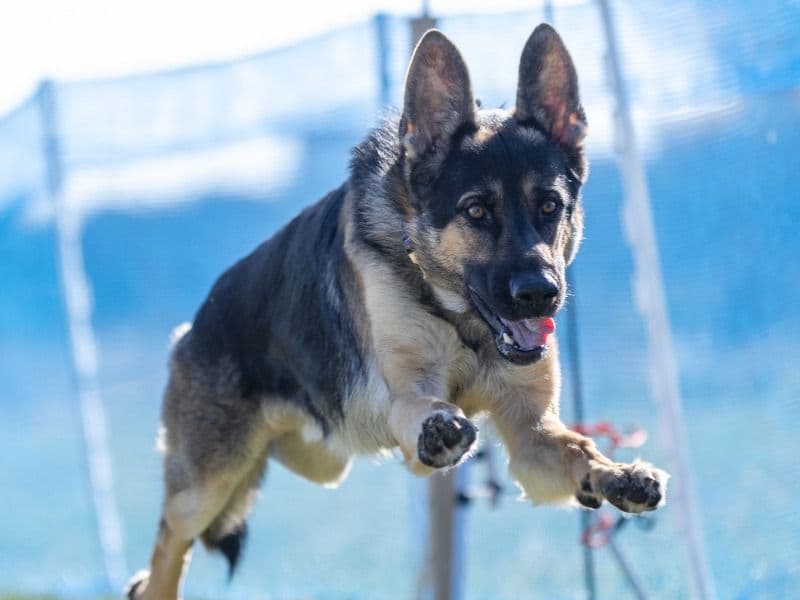 German Shepherd 3 years 3 months old male large named Vinci for breeding in Wood County, Ohio | Petmeetly
