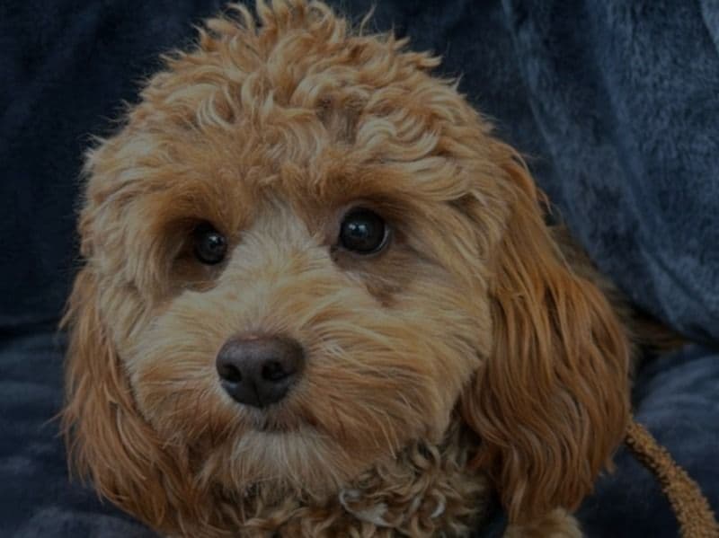 Cavapoo (Cavadoodle) 2 years 5 months old male medium named Rexy for breeding in Greater London, England | Petmeetly