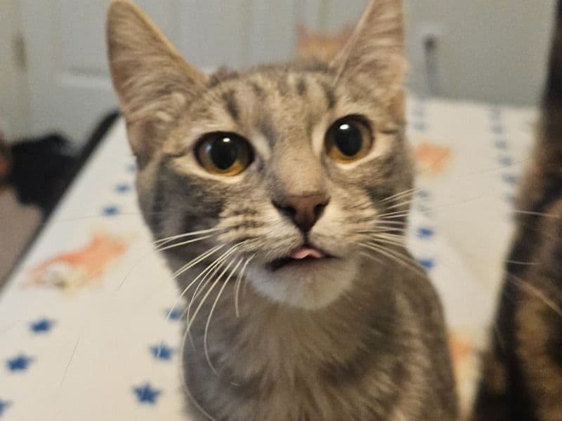 American Shorthair 6 months old female named Stormie (dot) for adoption in Utah County, Utah | Petmeetly