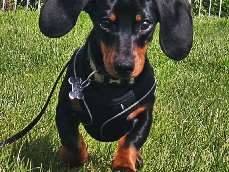 Rolo primary photo