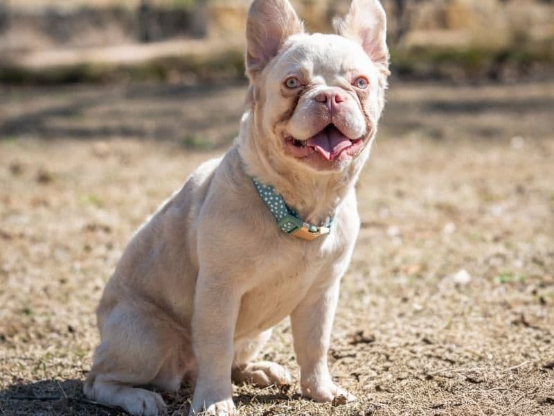 French Bulldog 7 months old female small named Ski for sale in Dallas County, Texas | Petmeetly