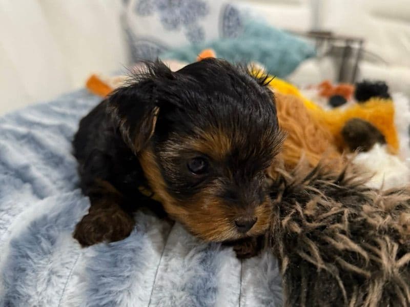 Teacup Yorkshire Terrier 1 month old female medium named Yorkie Puppy for sale | Petmeetly