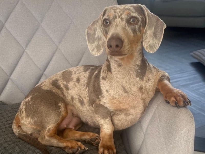 Miniature Dachshund 2 years old female small named Belle for breeding in Kent, England | Petmeetly