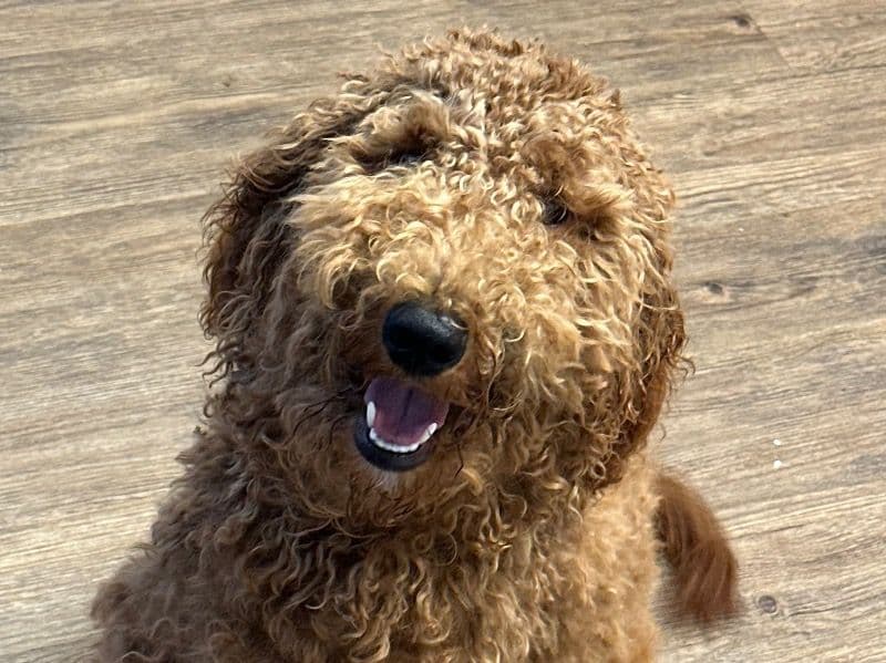Cocoa primary photo