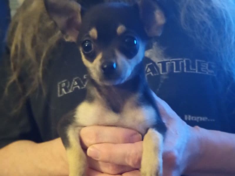 Chihuahua 2 months old female small named Betty for sale in Washington County, Arkansas | Petmeetly