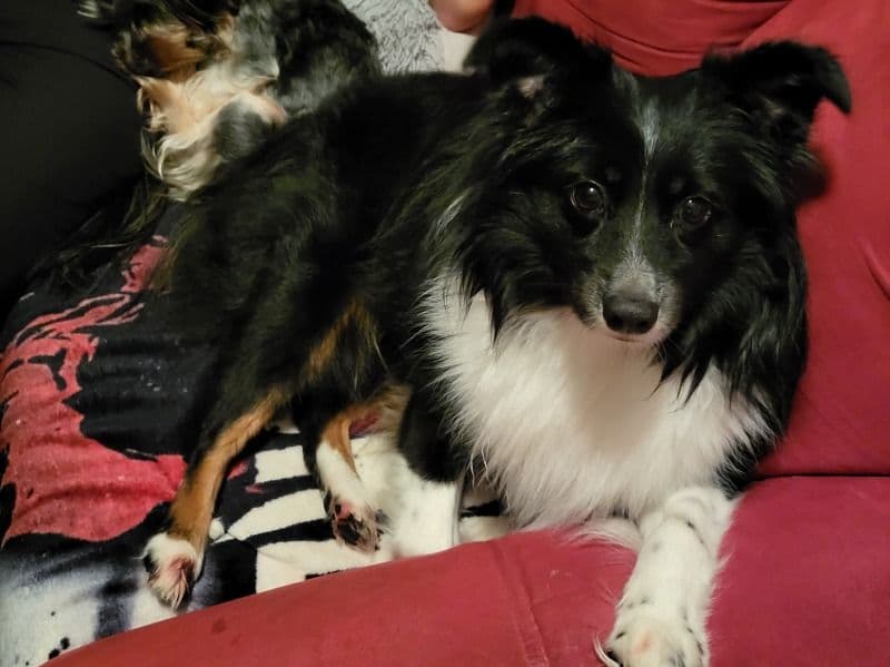 Miniature Australian Shepherd 6 years old male medium named Flossy for breeding in Polk County, Florida | Petmeetly