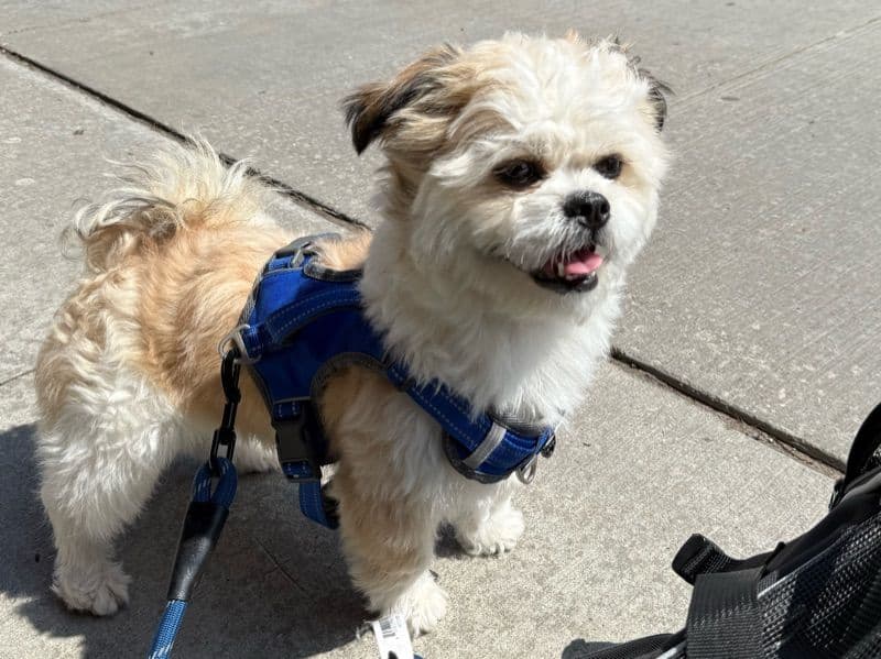 Shih Tzu 1 year 7 months old male medium named Mickey for breeding in Toronto, Ontario | Petmeetly