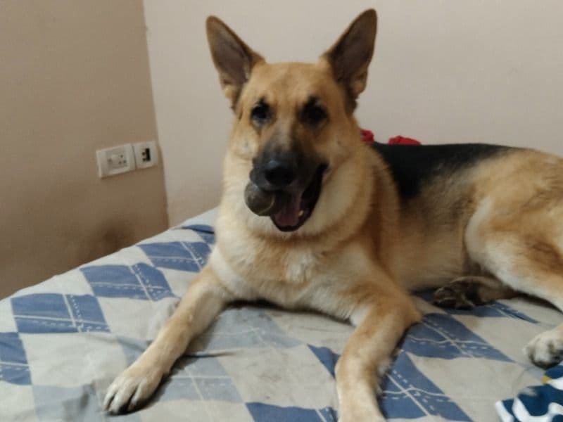German Shepherd 3 years old male medium named Tesla for breeding in Hyderabad, Telangana | Petmeetly
