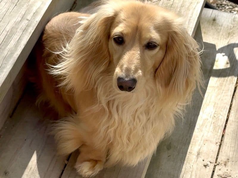 Miniature Dachshund 2 years 10 months old male large named Maui for breeding in Chautauqua County, New York | Petmeetly