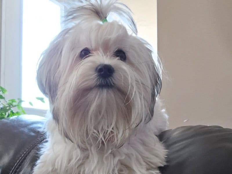 Maltese Shih Tzu 1 year 10 months old female small named Molly for breeding in Newell County No. 4, Alberta | Petmeetly