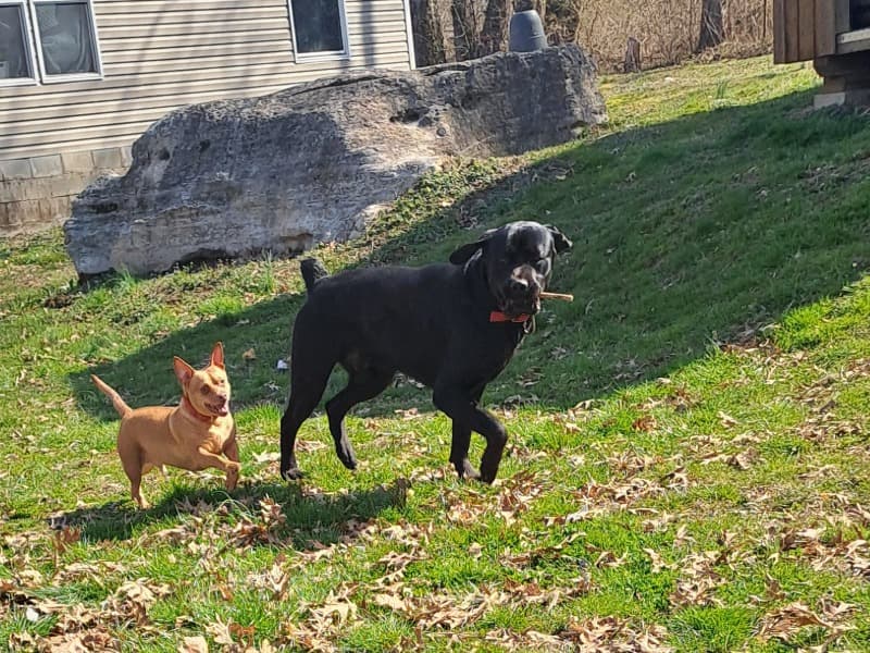 Cane Corso 4 years old male large named Joe B for sale in Maury County, Tennessee | Petmeetly