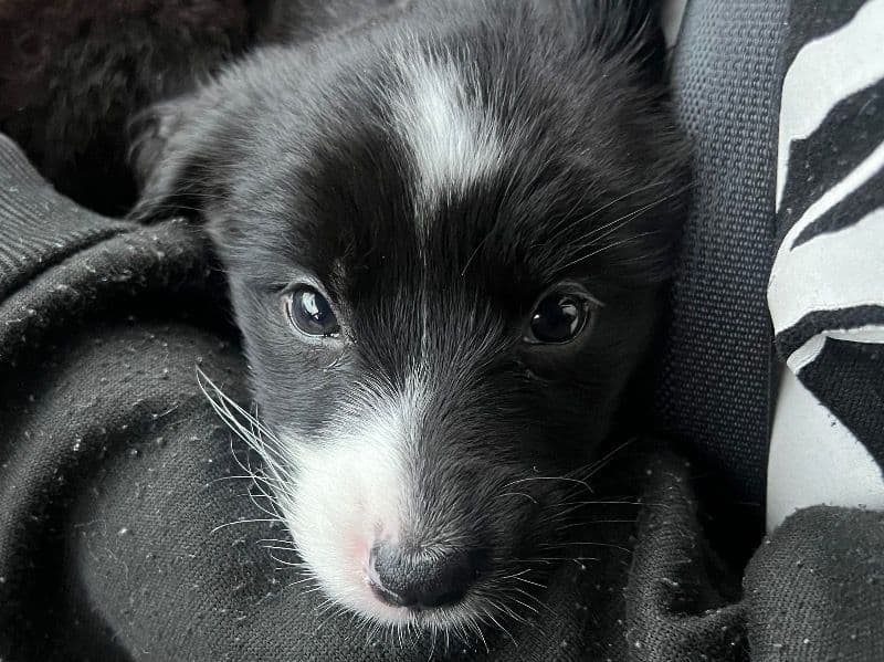 Labrabull 1 year old female medium named Cleó for sale in Davidson County, Tennessee | Petmeetly