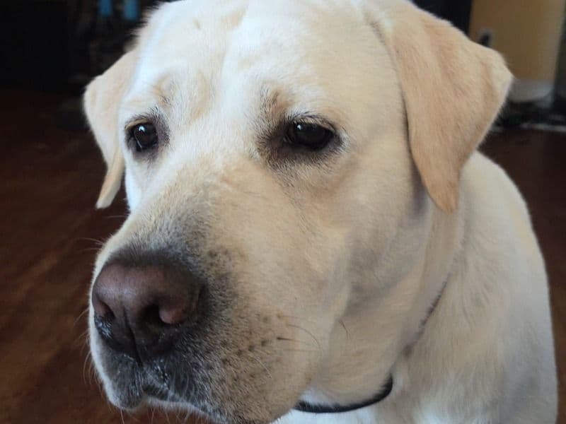 English Labrador Retriever 6 years 3 months old male large named Vito for breeding in San Bernardino County, California | Petmeetly