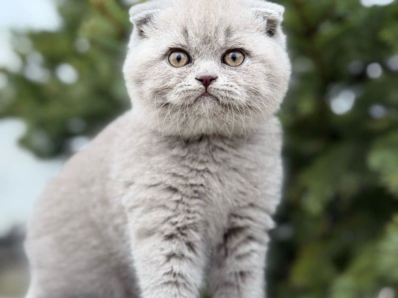 Fluffy primary photo