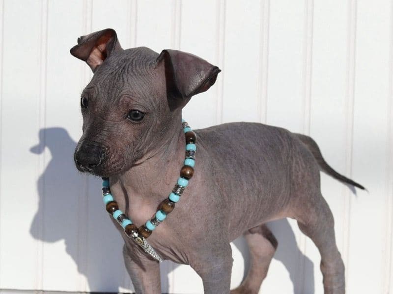 Xoloitzcuintli 2 months old male large named Maximus for sale in Merced County, California | Petmeetly
