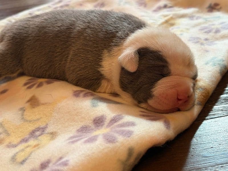 American Bully 1 month old male medium named Black for breeding in Marion County, Indiana | Petmeetly