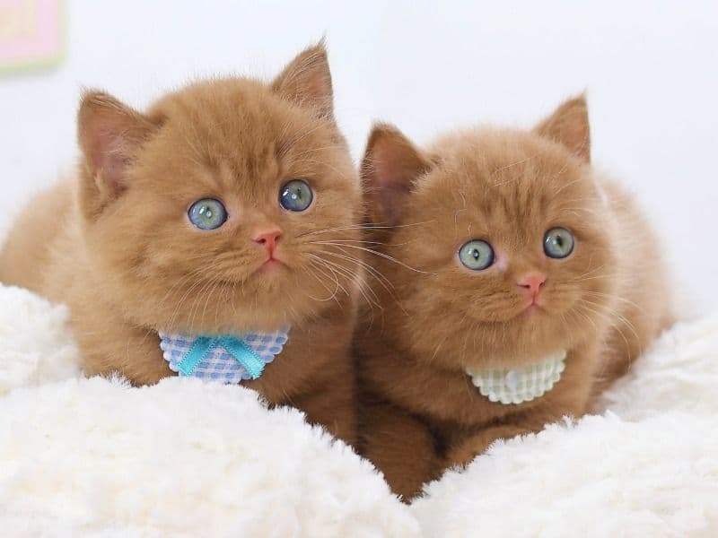 Nola And Zoe - Ragdoll | Petmeetly