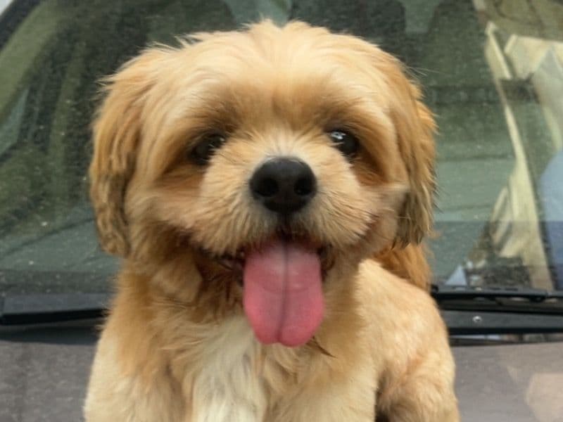Pompom primary photo