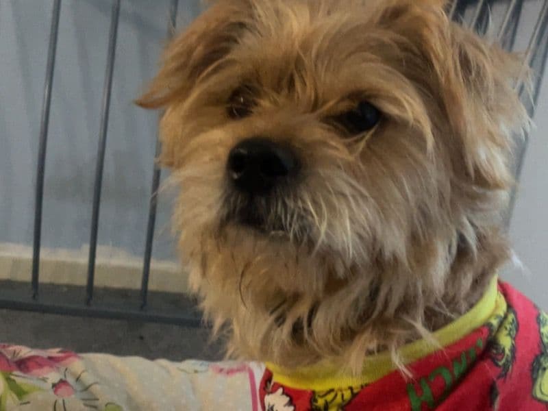 Yorkshire Terrier 6 years old male medium named Jack for breeding in Ceredigion, Wales | Petmeetly