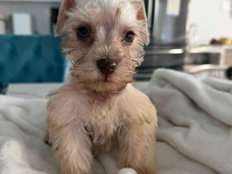 George - Miniature Schnauzer | Petmeetly