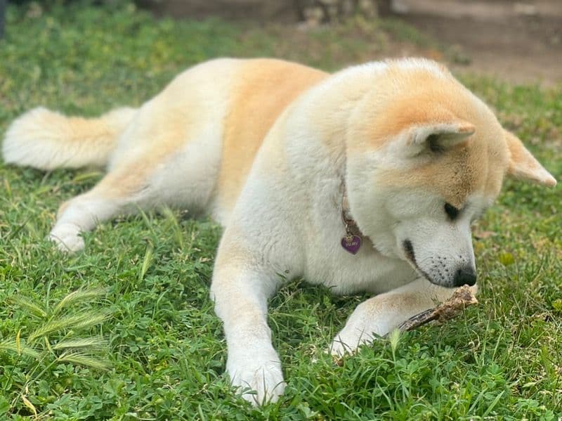 Japanese Akita  3 years 5 months old female medium named Yumi for breeding in Los Angeles County, California | Petmeetly