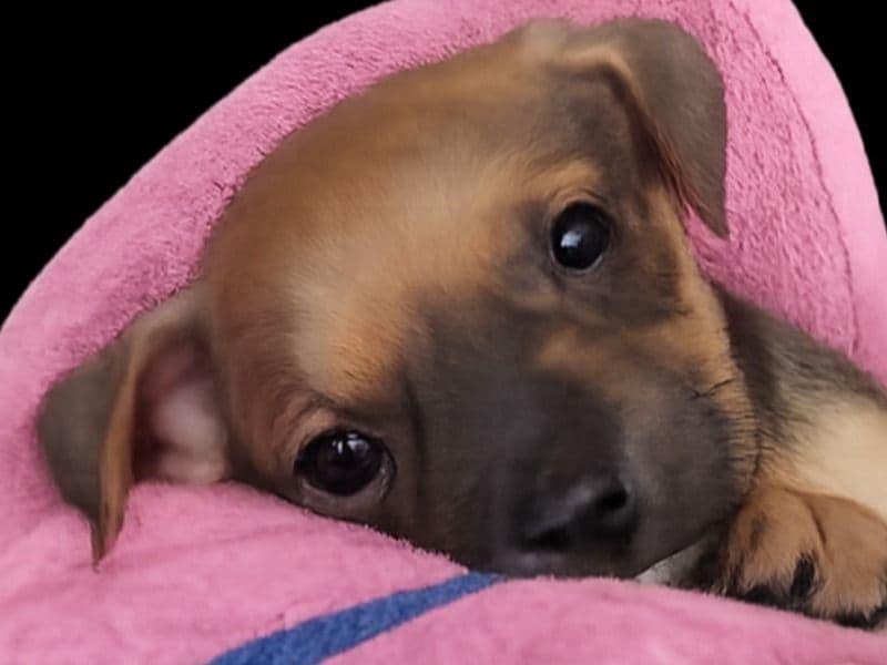 Ajay Cruz - American PitBull Terrier | Petmeetly