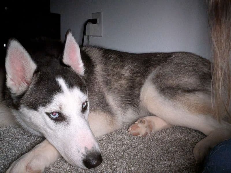 Siberian Husky 1 year 10 months old female medium named Albedo for sale in Clark County, Nevada | Petmeetly