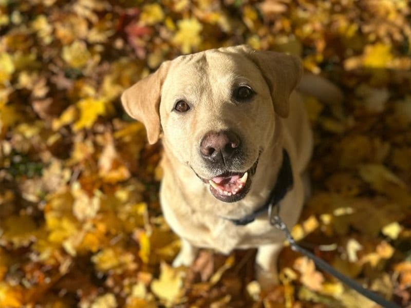 Labrador Retriever 5 years 9 months old male large named Mani for breeding in Warwickshire, England | Petmeetly